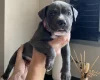 Mixed Breed