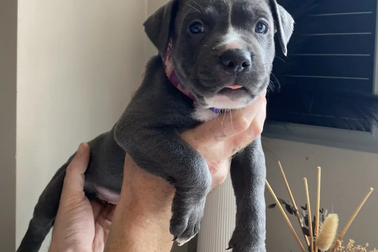 Mixed Breed