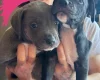 Mixed Breed