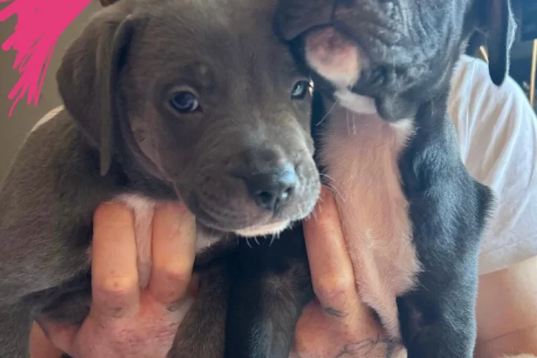 Mixed Breed