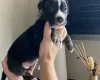 Mixed Breed