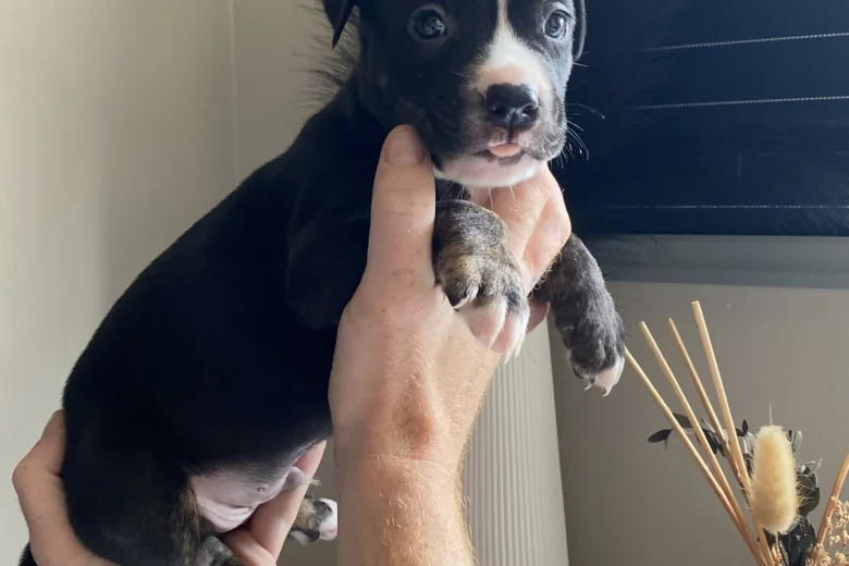 Mixed Breed
