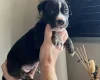 Mixed Breed