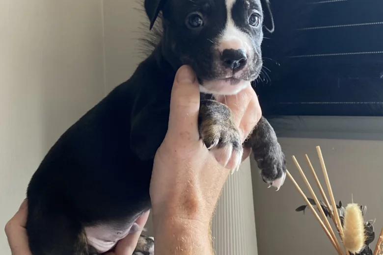 Mixed Breed