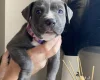 Mixed Breed