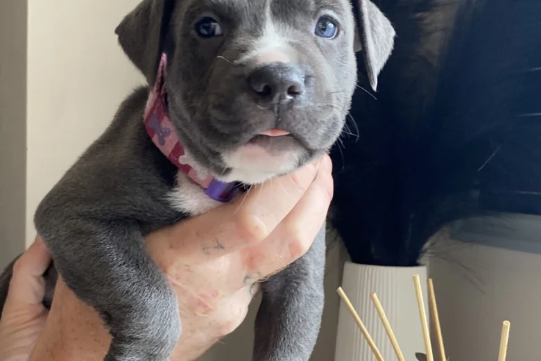 Mixed Breed