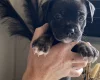 Mixed Breed