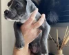 Mixed Breed
