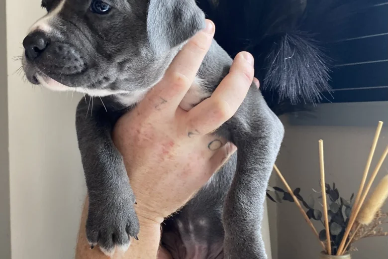 Mixed Breed
