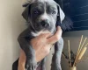 Mixed Breed