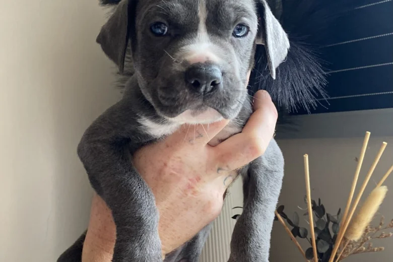 Mixed Breed