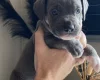Mixed Breed