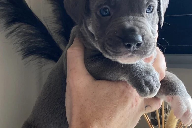 Mixed Breed