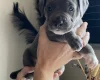 Mixed Breed