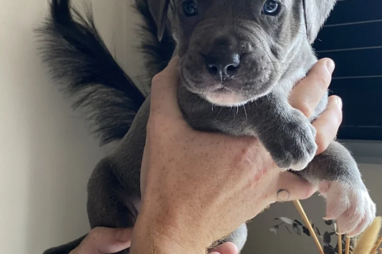 Mixed Breed