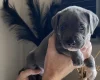Mixed Breed