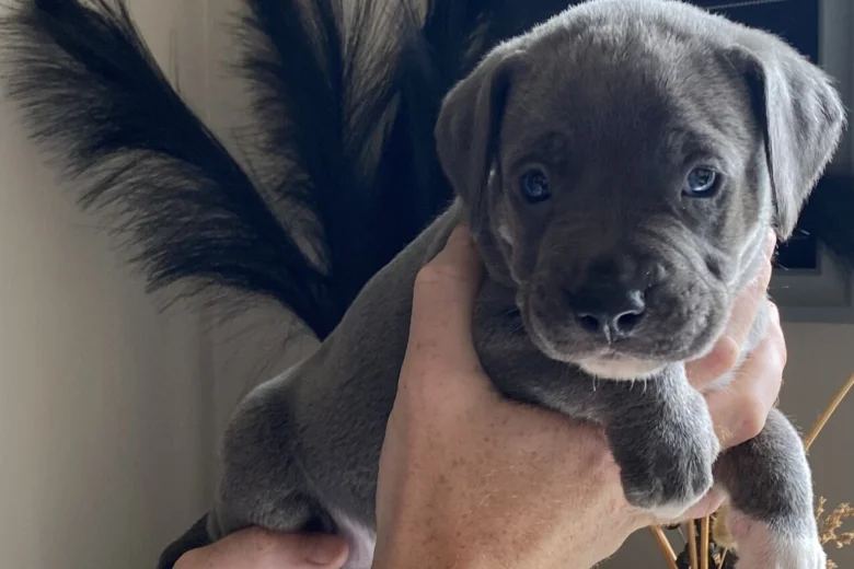 Mixed Breed