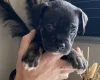 Mixed Breed
