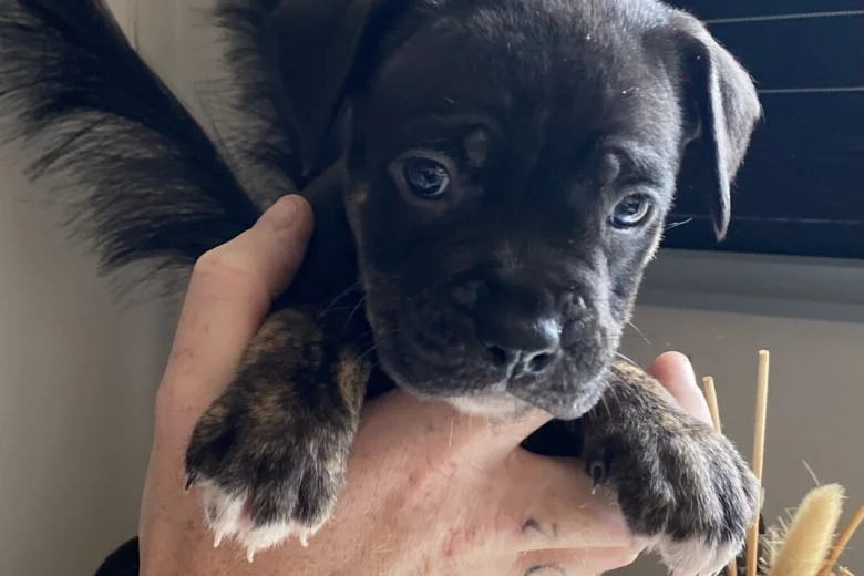 Mixed Breed