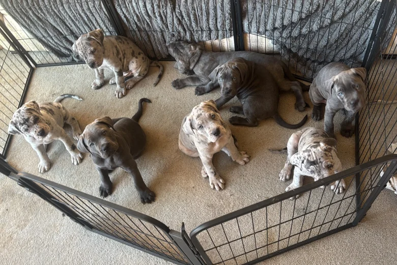 Cane Corso
