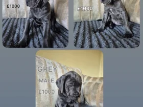 Cane Corso