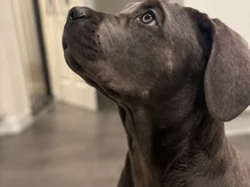 Cane Corso