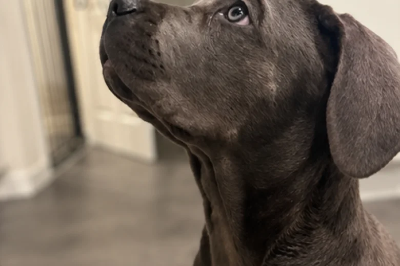 Cane Corso