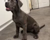 Cane Corso