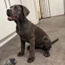 Cane Corso