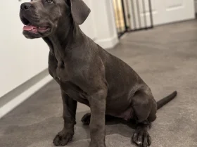 Cane Corso
