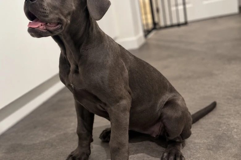 Cane Corso