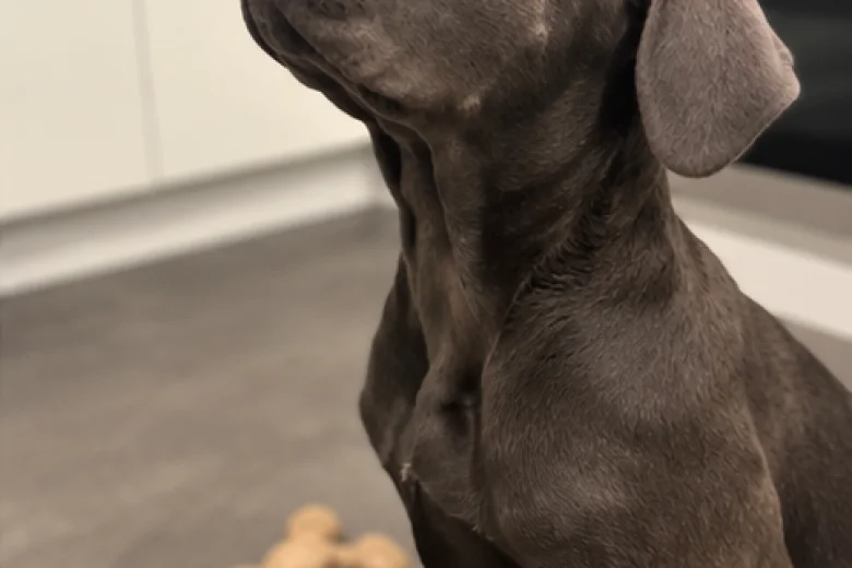 Cane Corso