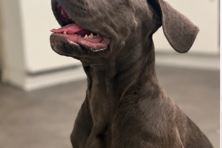Cane Corso