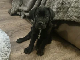 Cane Corso