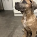 Cane Corso