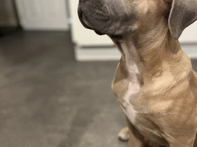 Cane Corso