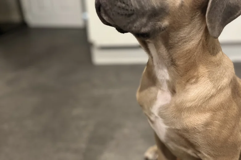 Cane Corso