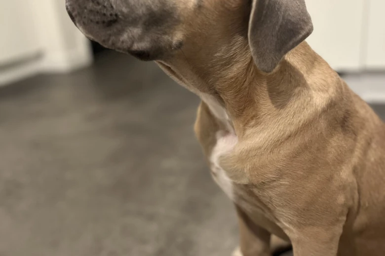 Cane Corso