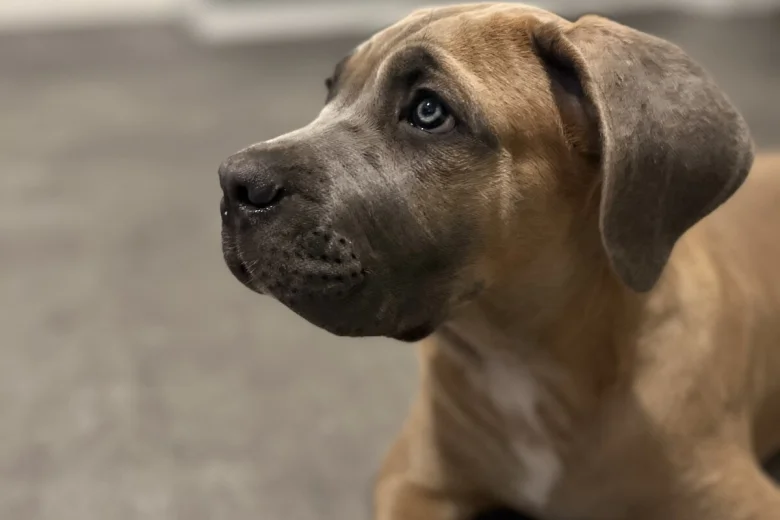Cane Corso