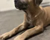 Cane Corso
