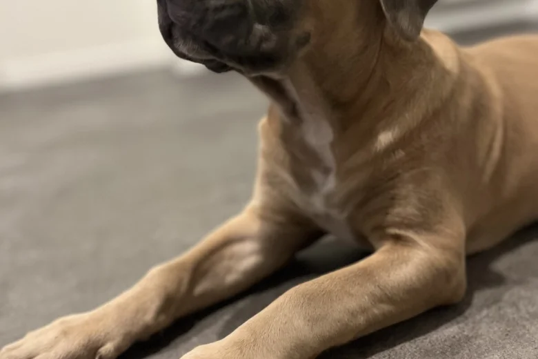 Cane Corso