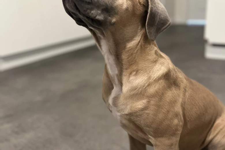Cane Corso