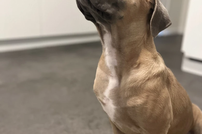 Cane Corso
