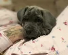 Cane Corso