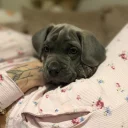 Cane Corso