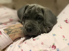Cane Corso