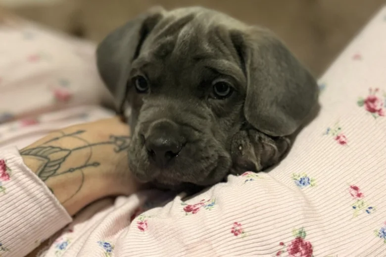 Cane Corso
