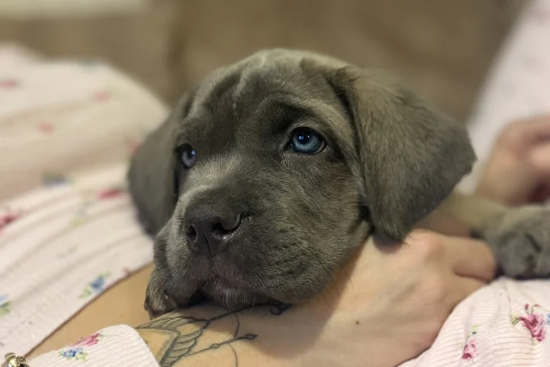 Cane Corso