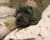 Cane Corso