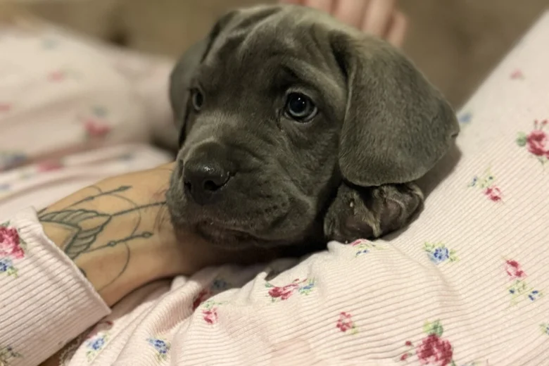Cane Corso
